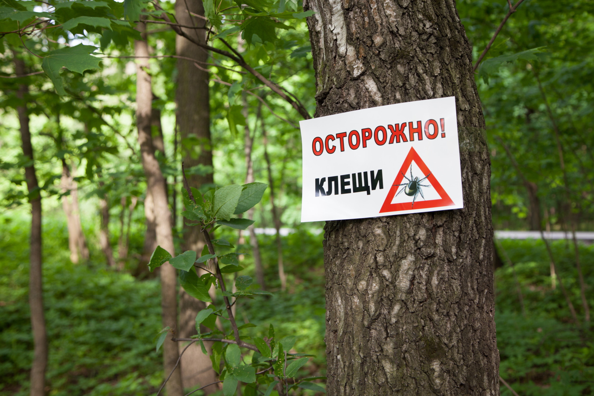 Осторожно: клещи! ТО Роспотребнадзора напоминает о мерах профилактики клещевого боррелиоза.