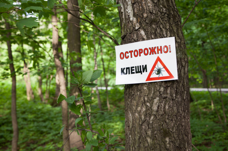 Осторожно: клещи! ТО Роспотребнадзора напоминает о мерах профилактики клещевого боррелиоза. Осторожно: клещи! ТО Роспотребнадзора напоминает о мерах профилактики клещевого боррелиоза.
